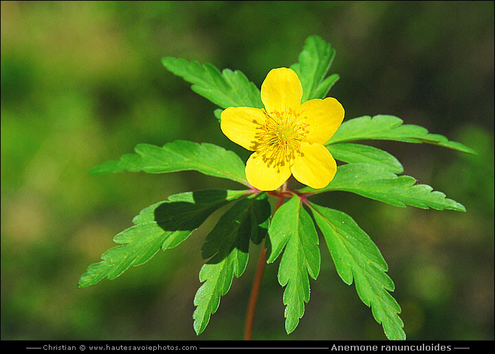 Anémone jaune ou fausse-renoncule - Anemone ranunculoides