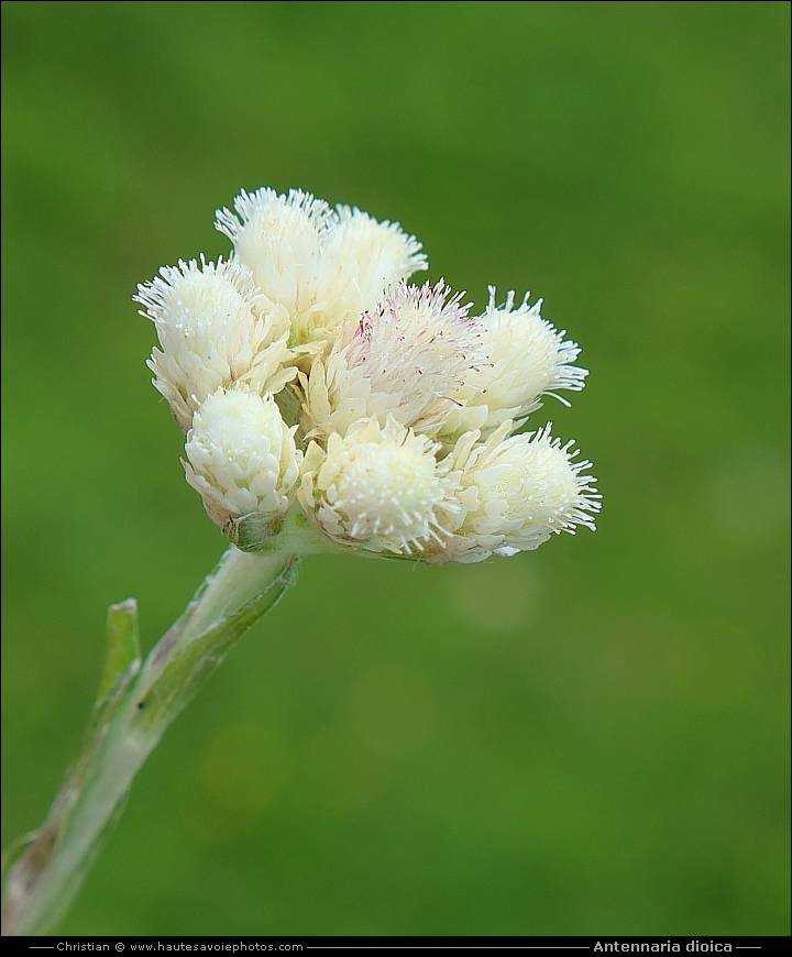 Antennaire dioïque ou Pied de chat - Antennaria dioica