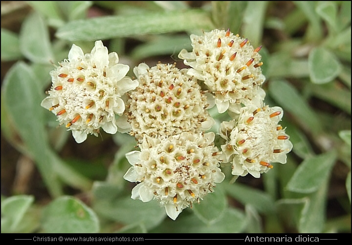 Antennaire dioïque - Antennaria dioica