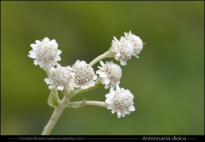 Antennaire dioïque - Antennaria dioica