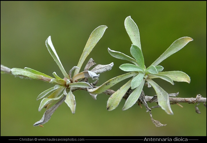 Antennaire dioïque - Antennaria dioica