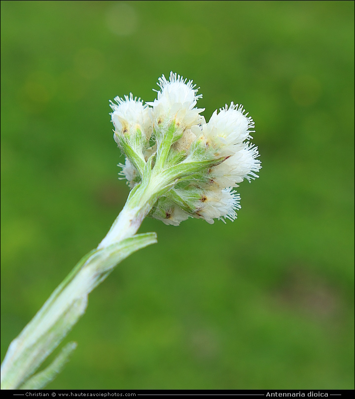 Antennaire dioïque ou Pied de chat - Antennaria dioica