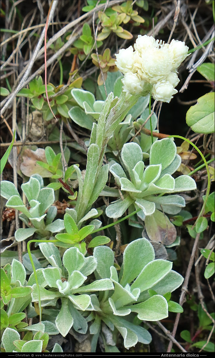 Antennaire dioïque ou Pied de chat - Antennaria dioica