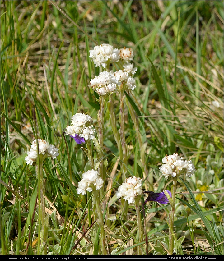 Antennaire dioïque - Antennaria dioica