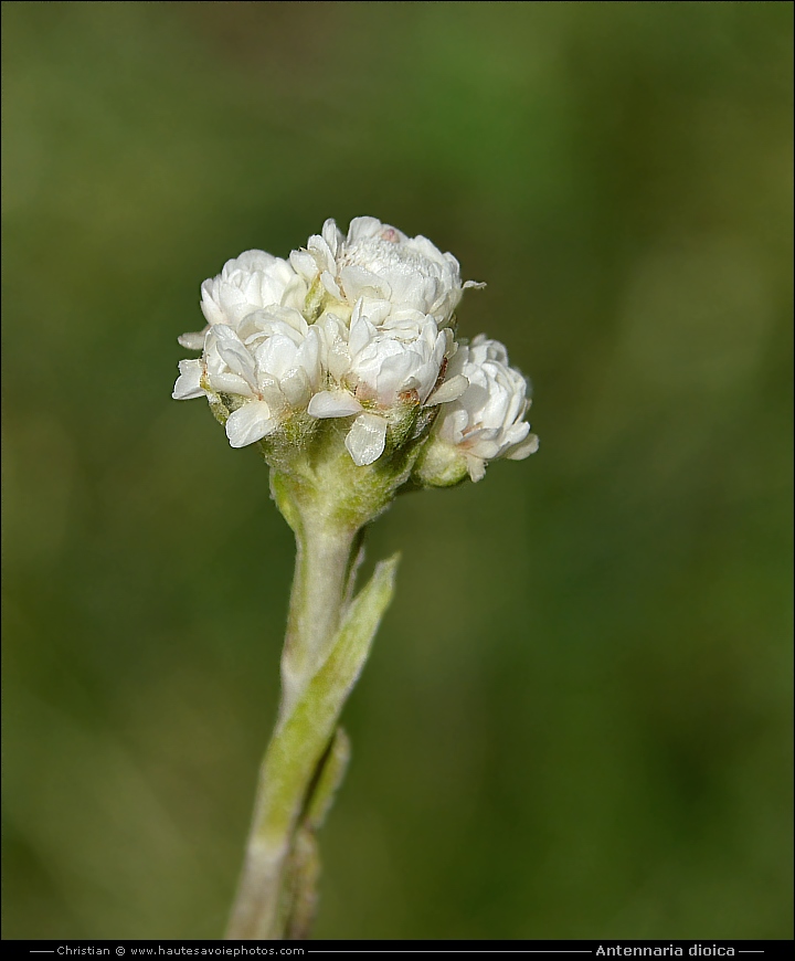 Antennaire dioïque - Antennaria dioica