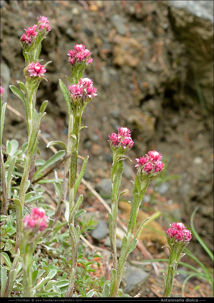 Antennaire dioïque - Antennaria dioica