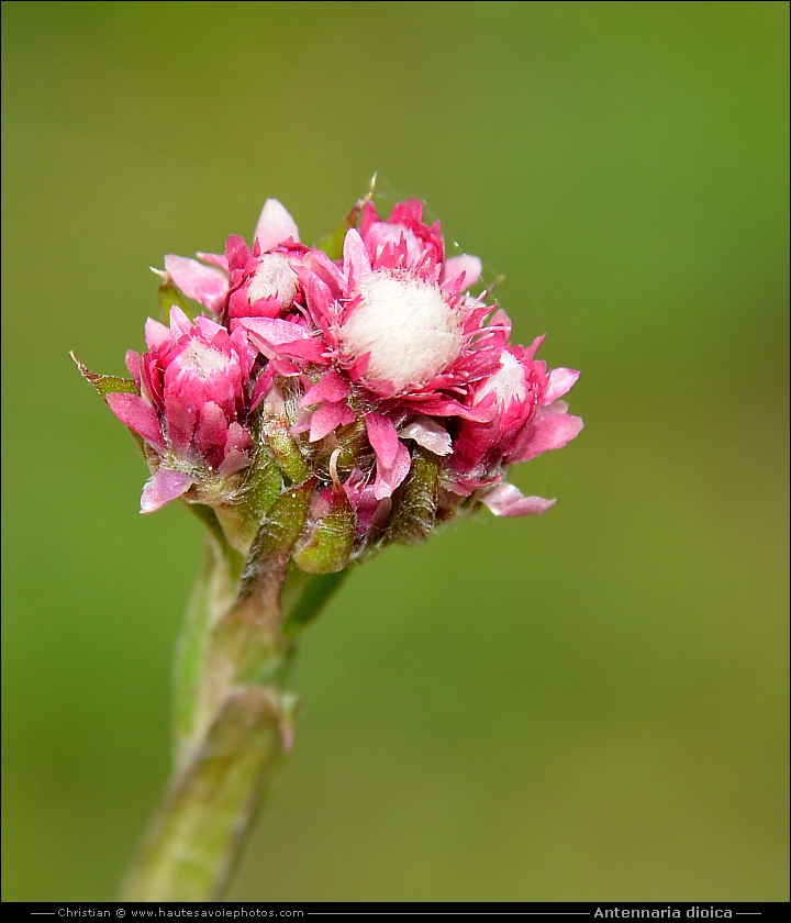 Antennaire dioïque - Antennaria dioica