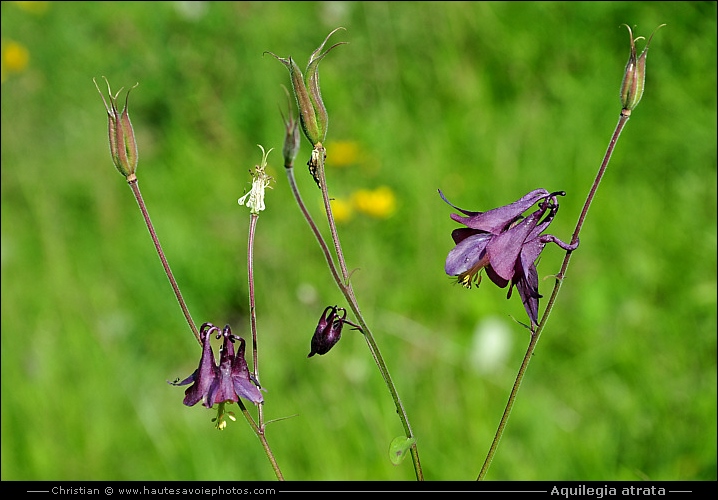 Ancolie noirâtre - Aquilegia atrata