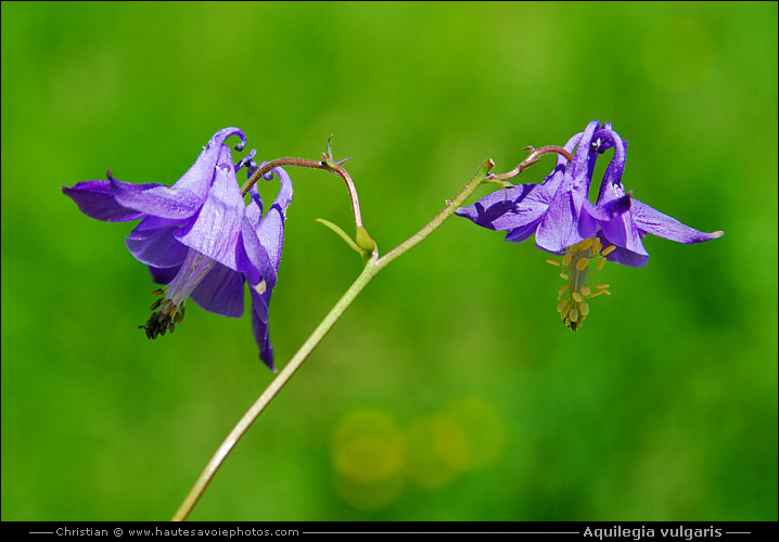 Ancolie commune - Aquilegia vulgaris