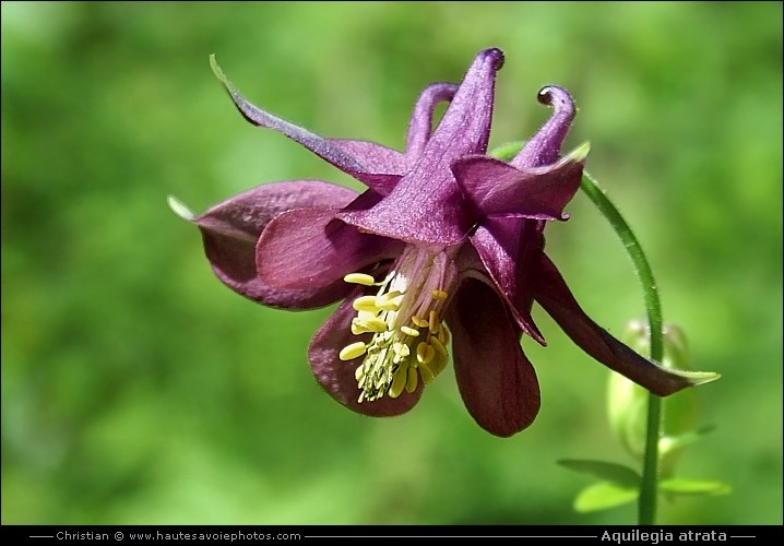 Ancolie noirâtre - Aquilegia atrata