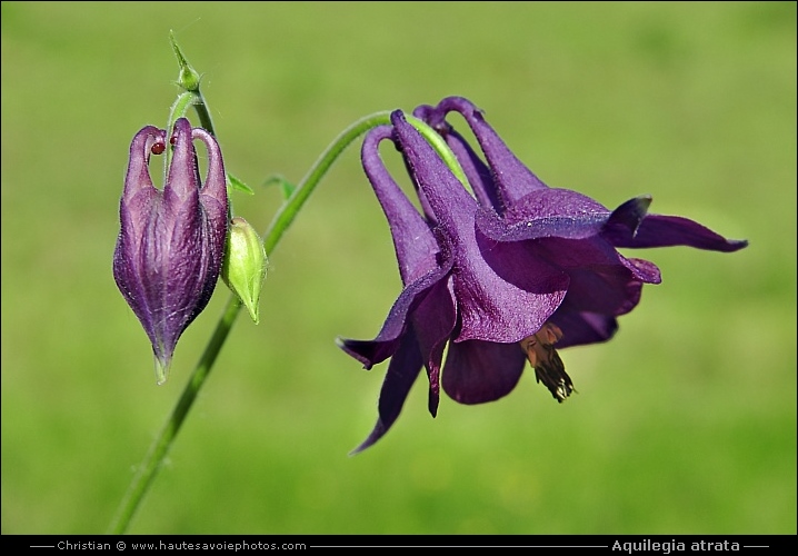 Ancolie noirâtre - Aquilegia atrata