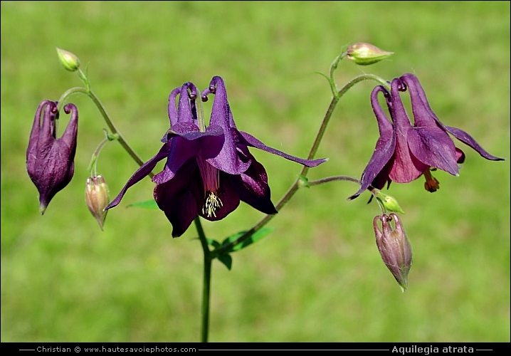 Ancolie noirâtre - Aquilegia atrata