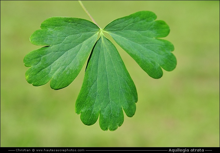 Ancolie noirâtre - Aquilegia atrata