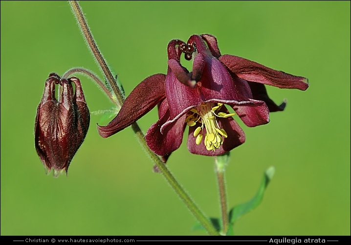 Ancolie noirâtre - Aquilegia atrata