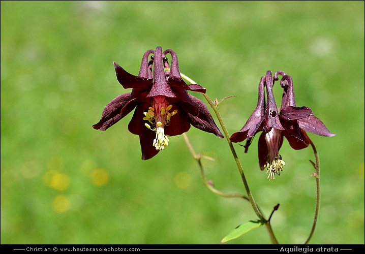 Ancolie noirâtre - Aquilegia atrata