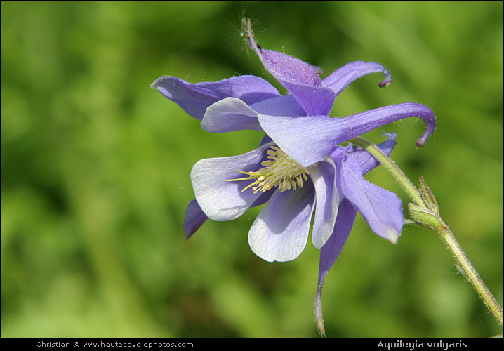 Ancolie commune - Aquilegia vulgaris