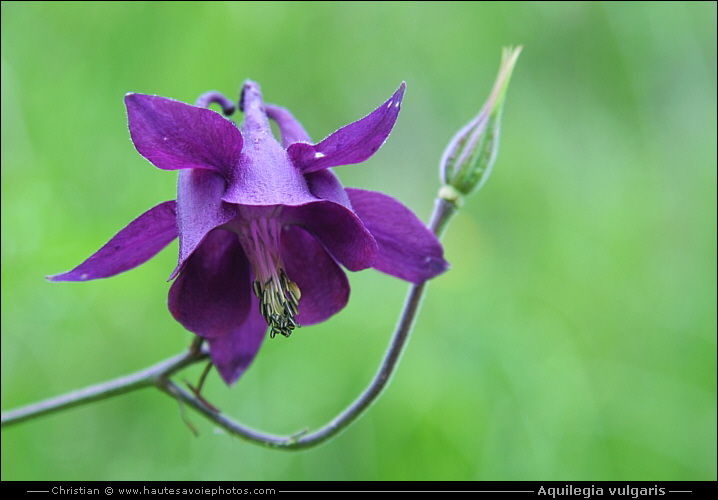 Ancolie commune - Aquilegia vulgaris