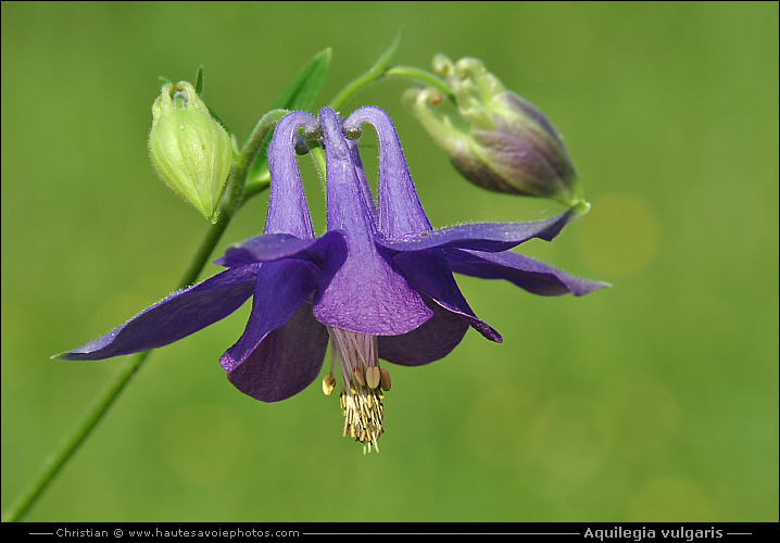 Ancolie commune - Aquilegia vulgaris