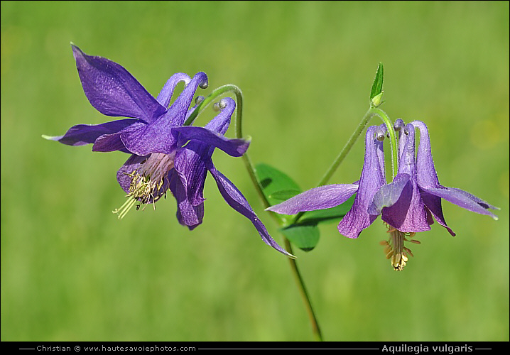 Ancolie commune - Aquilegia vulgaris