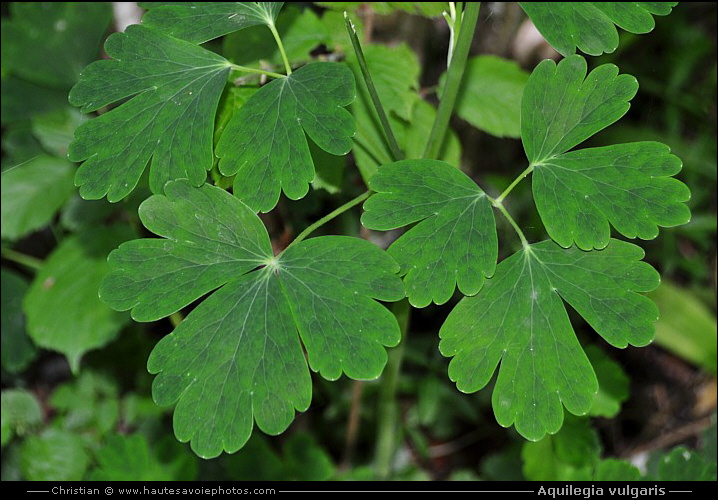 Ancolie commune - Aquilegia vulgaris