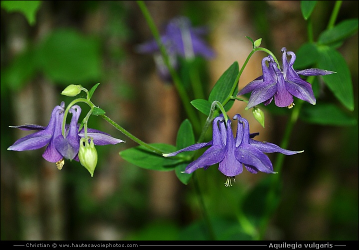 Ancolie commune - Aquilegia vulgaris