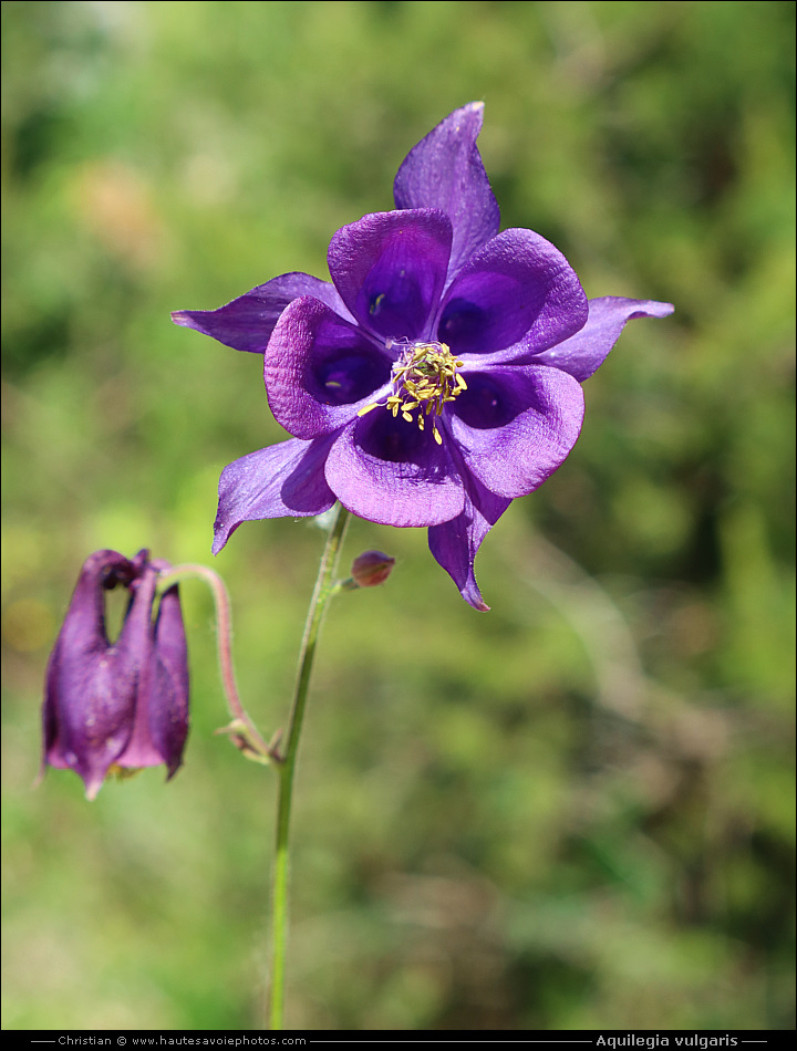 Ancolie commune - Aquilegia vulgaris