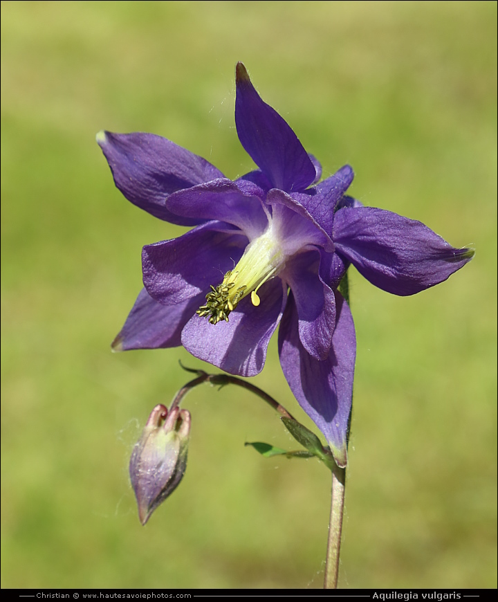 Ancolie commune - Aquilegia vulgaris