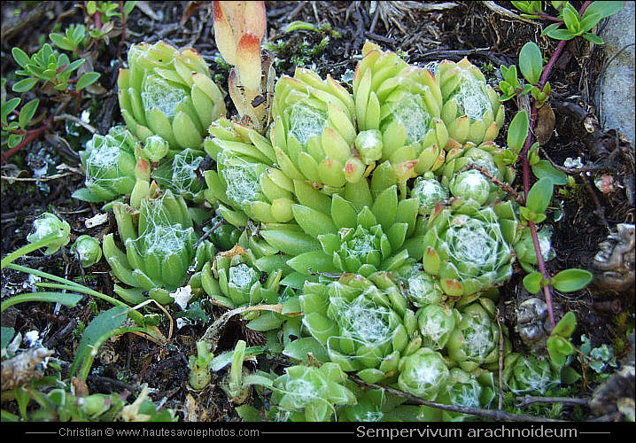 Joubarbe à toile d'araignée - Sempervivum arachnoideum