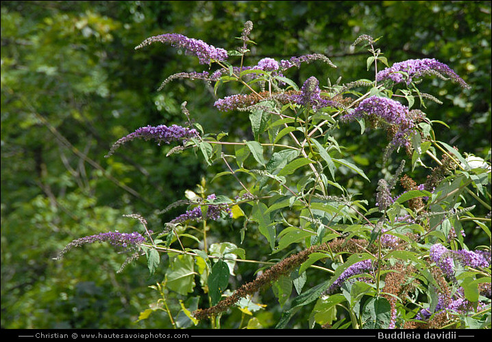 Arbre aux papillons - Buddleia davidii