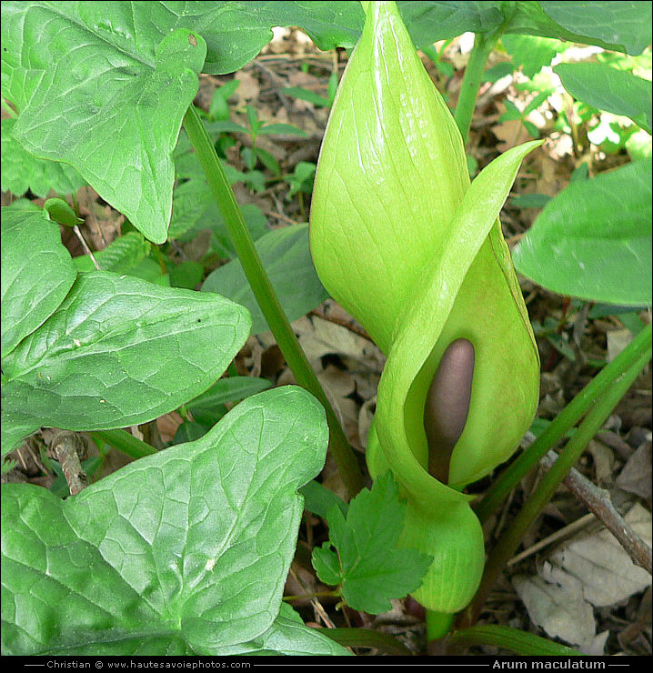 Gouet tacheté - Arum maculatum