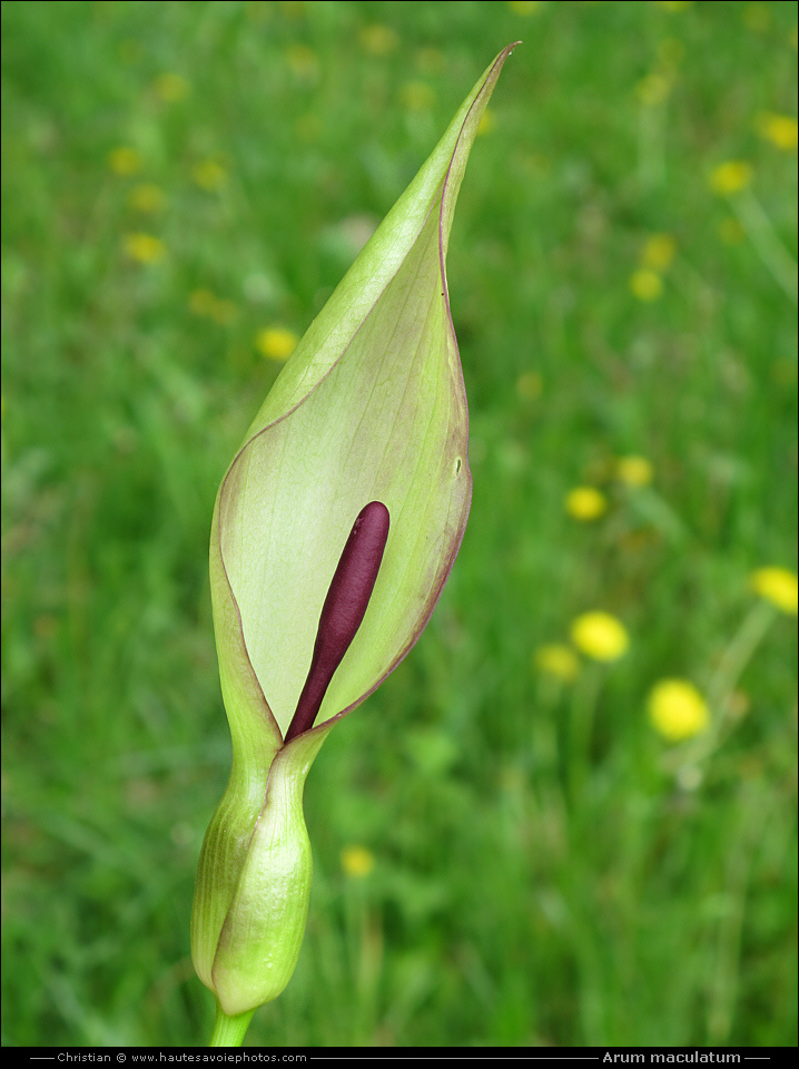 Gouet tacheté - Arum maculatum