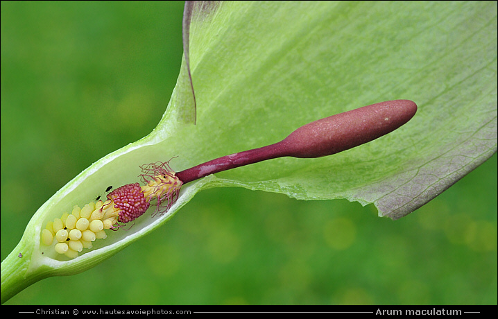 spadice du Gouet - Arum maculatum