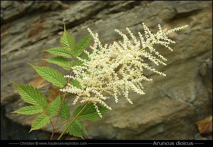 Barbe de bouc - Aruncus dioicus