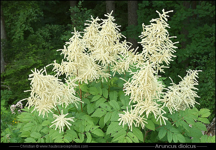 Barbe de bouc - Aruncus dioicus