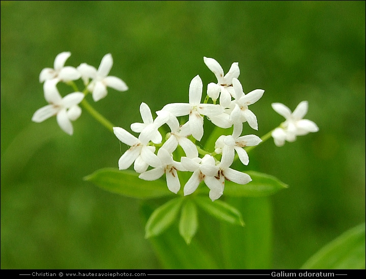 Aspérule odorante - Galium odoratum