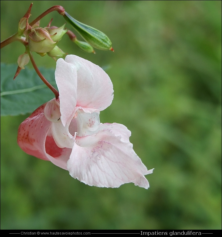 Balsamine de l'Himalaya - Impatiens glandulifera