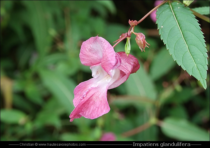 Balsamine de l'Himalaya - Impatiens glandulifera