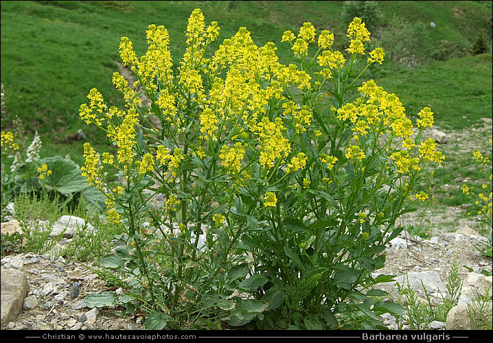 Barbarée commune - Barbarea vulgaris