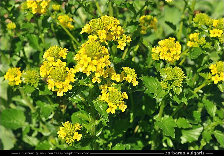 Barbarée commune - Barbarea vulgaris