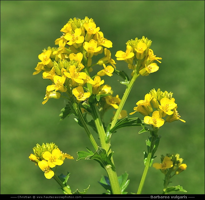 Barbarée commune - Barbarea vulgaris