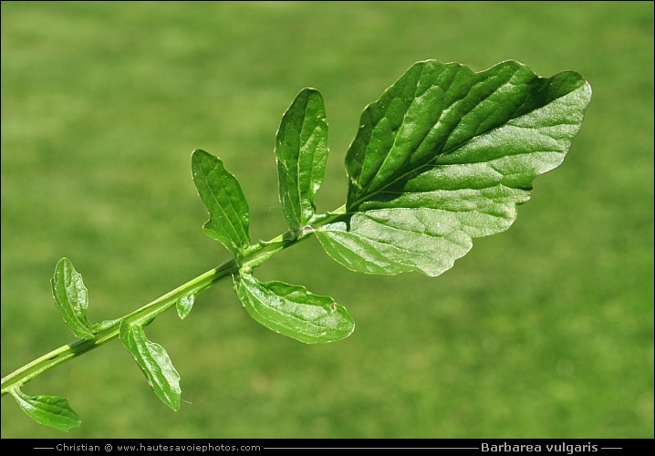 Barbarée commune - Barbarea vulgaris