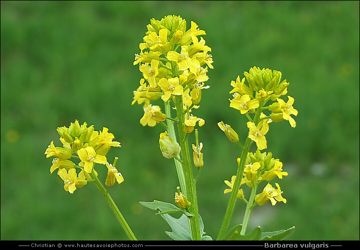 Barbarée commune - Barbarea vulgaris