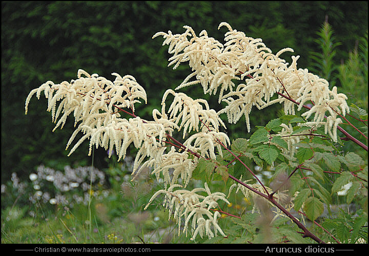 Barbe de bouc - Aruncus dioicus