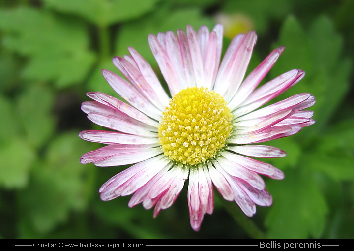 Pâquerette - Bellis perennis