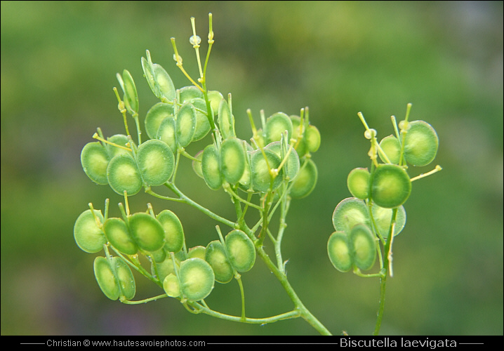 Fruits de la Lunetière - Biscutella laevigata