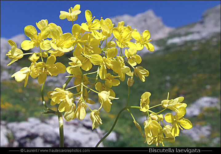 Fleurs de la Lunetière - Biscutella laevigata