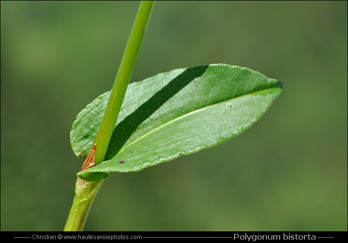 Bistorte - Polygonum bistorta