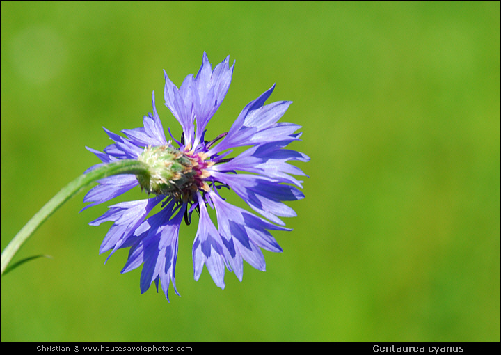 Bleuet des champs - Centaurea cyanus