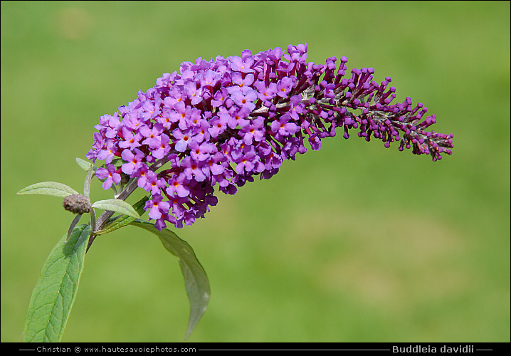 Arbre aux papillons - Buddleia davidii