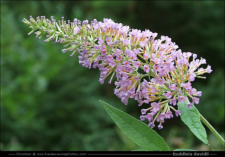 Arbre aux papillons - Buddleia davidii